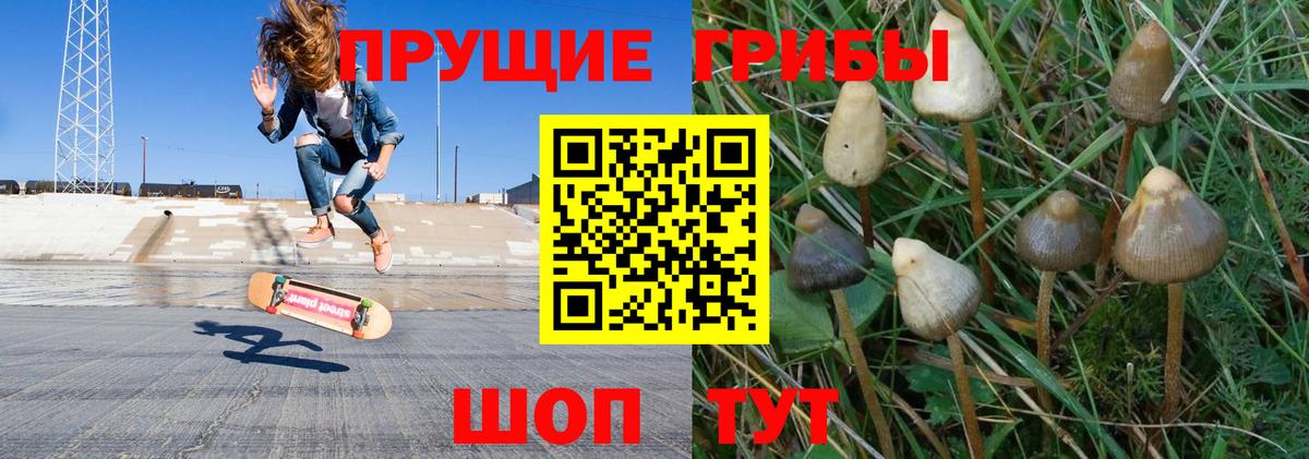 Псилоцибиновые грибы Psilocybine cubensis Среднеуральск